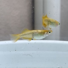 ⑧レモンスカッシュ　卵30+αの画像