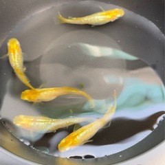 ⑧レモンスカッシュ　卵30+αの画像