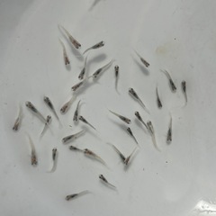 グラディオメダカ　めだか　幼魚(約１センチ〜) ８匹５００円の画像