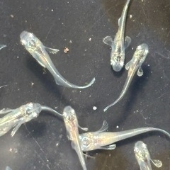 グラディオメダカ　めだか　幼魚(約１センチ〜) ８匹５００円の画像