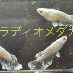グラディオメダカ　めだか　幼魚(約１センチ〜) ８匹５００円の画像