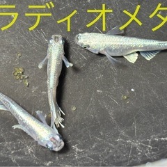 グラディオメダカ　めだか　幼魚(約１センチ〜) ８匹５００円の画像