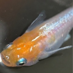 【メダカの稚魚】 ダイアナ妃の稚魚10匹　(管理No.0720)の画像
