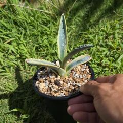 アガベ  サルミアナ リップルエフェクトの画像