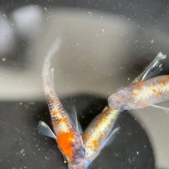 【勝運メダカ】あんみつ 現物の画像