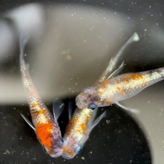 【勝運メダカ】あんみつ 現物の画像