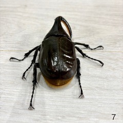 ヘラクレスオオカブト成虫オス♂の画像