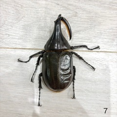 ヘラクレスオオカブト成虫オス♂の画像