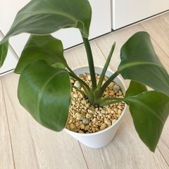 🪴観葉植物　『ストレリチア』　　土植えの画像