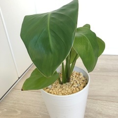 🪴観葉植物　『ストレリチア』　　土植えの画像