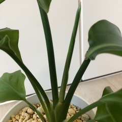 🪴観葉植物　『ストレリチア』　　土植えの画像
