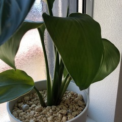 🪴観葉植物　『ストレリチア』　　土植えの画像