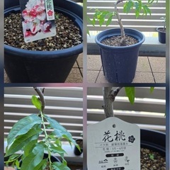桜3種　観葉植物　盆栽の画像