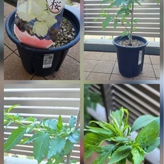 桜3種　観葉植物　盆栽の画像
