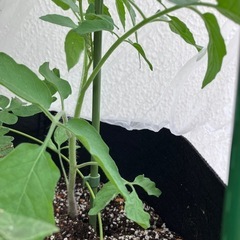トマト苗の画像