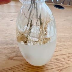 ベンジャミン　根付き苗🌱2本の画像
