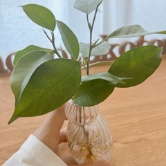 ベンジャミン　根付き苗🌱2本の画像