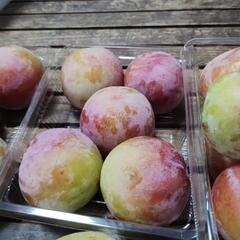 （お取引中）☆サマーエンジェル出荷残り品格安放出☆おまけ付きの画像