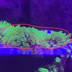 スターポリプ  フルメタリックグリーン　シート状　②の画像