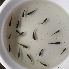 【改良メダカ】🐠黑天幻龍🐠若魚15匹🐠現物🐠の画像