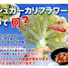 No.235【苗】茎と軸が格別に甘い‼️美肌効果‼️⑪シュガーカリフラワーの苗【ゆきのこ】10個1500円(1個150円)‼️相場道の駅1個248円～＋税‼の画像