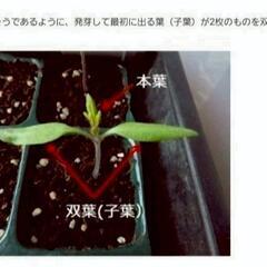 No.235【苗】茎と軸が格別に甘い‼️美肌効果‼️⑪シュガーカリフラワーの苗【ゆきのこ】10個1500円(1個150円)‼️相場道の駅1個248円～＋税‼の画像