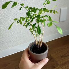 【無料でお譲りします】観葉植物の画像