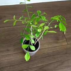 【無料でお譲りします】観葉植物の画像