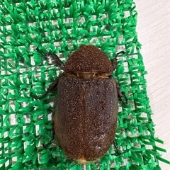 ヘラクレスオオカブト成虫メス♀　ヘラクレスヘラクレスの画像