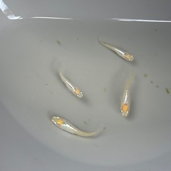 メダカ！華つぼみの画像