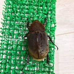 ヘラクレスオオカブト成虫メス♀　ヘラクレスヘラクレスの画像