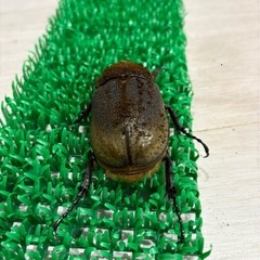 ヘラクレスオオカブト成虫メス♀　ヘラクレスヘラクレスの画像