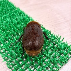 ヘラクレスオオカブト成虫メス♀　ヘラクレスヘラクレスの画像