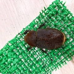 ヘラクレスオオカブト成虫メス♀　ヘラクレスヘラクレスの画像