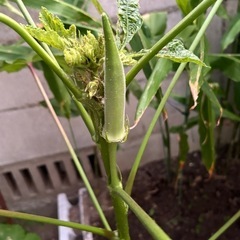 ゴーヤ他夏野菜の画像