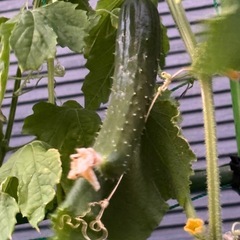 ゴーヤ他夏野菜の画像