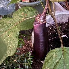 ゴーヤ他夏野菜の画像