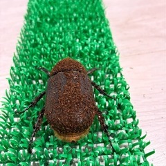 ヘラクレスオオカブト成虫メス♀　ヘラクレスヘラクレスの画像