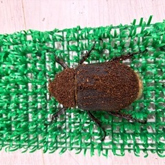 ヘラクレスオオカブト成虫メス♀　ヘラクレスヘラクレスの画像