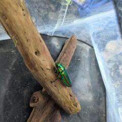昆虫　タマムシの画像