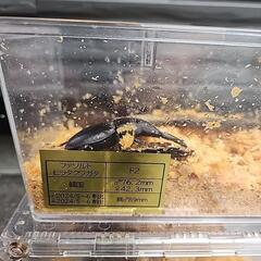 ファソルトヒラタクワガタ　韓国　トリオ　オス76ミリの画像