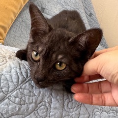 3ヶ月　グレーの子猫　女の子です