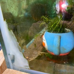 大型120センチ水槽、水槽台の画像