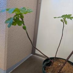 無花果 バナーネ いちじくの画像