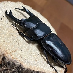国産オオクワガタ【能勢SR血統】⑰の画像