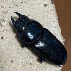 国産オオクワガタ【能勢SR血統】⑰の画像