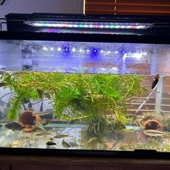 川魚🐟色々居ます。更新しました。7月22日の画像