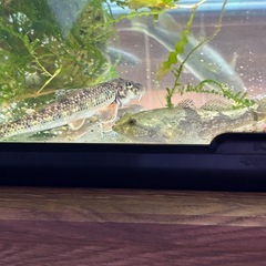 川魚🐟色々居ます。更新しました。7月22日の画像