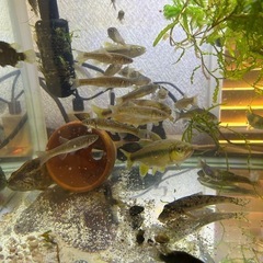 川魚🐟色々居ます。更新しました。7月22日の画像
