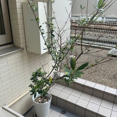 鉢植えオリーブの画像